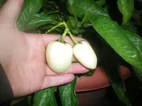 100_2162.webp
