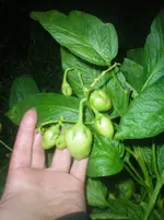 100_2166.webp