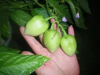 100_2167.webp