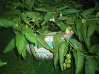 100_2175.webp