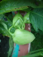 100_2172.webp