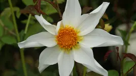 DSC03921.webp