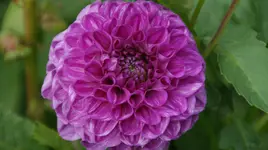 DSC03923.webp