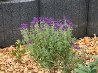 buntschopfsalbei.webp