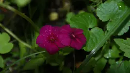 DSC03942.webp
