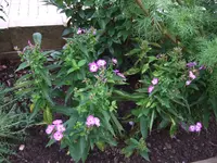 phlox.webp