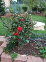 rose rot.webp