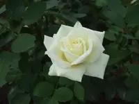 rose weiss.webp