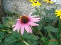 CIMG5214.webp