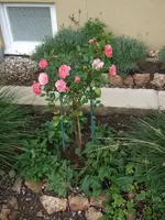 rosenstamm.webp