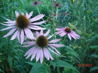 CIMG5213.webp
