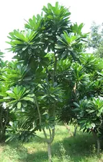 Kamal_NurseryPlumeria.webp