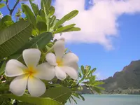 plumeria4.webp