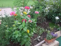 zinnien mix.webp