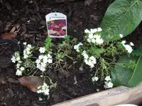 phlox drummondii.webp