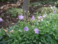 glockenblume.webp