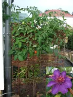 tomate+president.webp