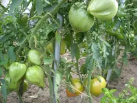 große-tomate1.webp
