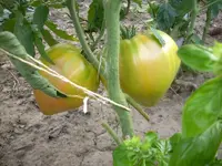 große-tomate2.webp