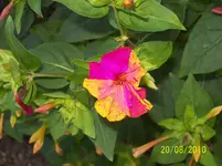 Wunderblume.webp