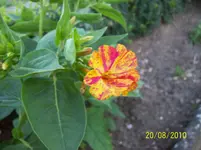 Wunderblume 3.webp