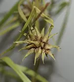 P8239278 Grassamen.webp