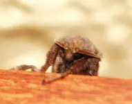 P8239418 Monster kommen.webp
