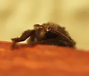 P8239423 Monster b.webp
