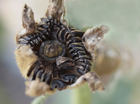 P8219178 Bauernrose.webp