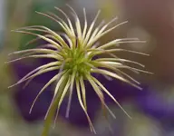 P8219191 Clematis.webp