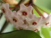 P8239291 Porzellanblüte mit Tau.webp