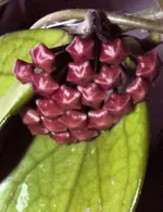 P8239317 Porzellanblumenknospe.webp