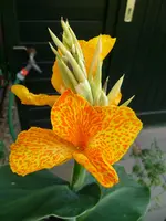 P1000057.webp