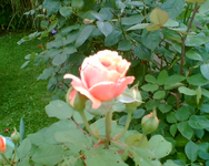 die Gishelane gestern abend.webp