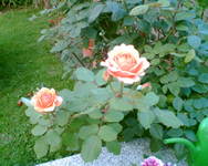 die Gishelane heute morgen.webp