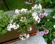 japanischer Jasmin.webp