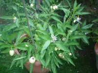 100_2184.webp