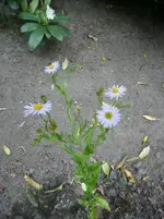 P8220155.webp