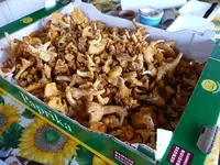 Pfifferlinge.webp