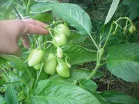 100_2189.webp