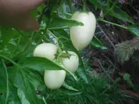 100_2194.webp