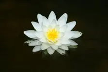Double White Blüte.webp