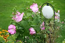 Hibiscus moscheutos2.webp