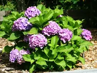 Hortensie.webp