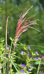 Ziergras Indian Summer1.webp