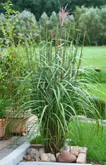 Ziergras Indian Summer2.webp