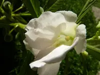 PBlüte.webp