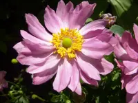 PHerbstannemone.webp