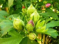 PHibiskussamen_Blüte.webp