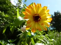 PRingelblume.webp